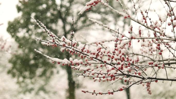 雪天的梅花