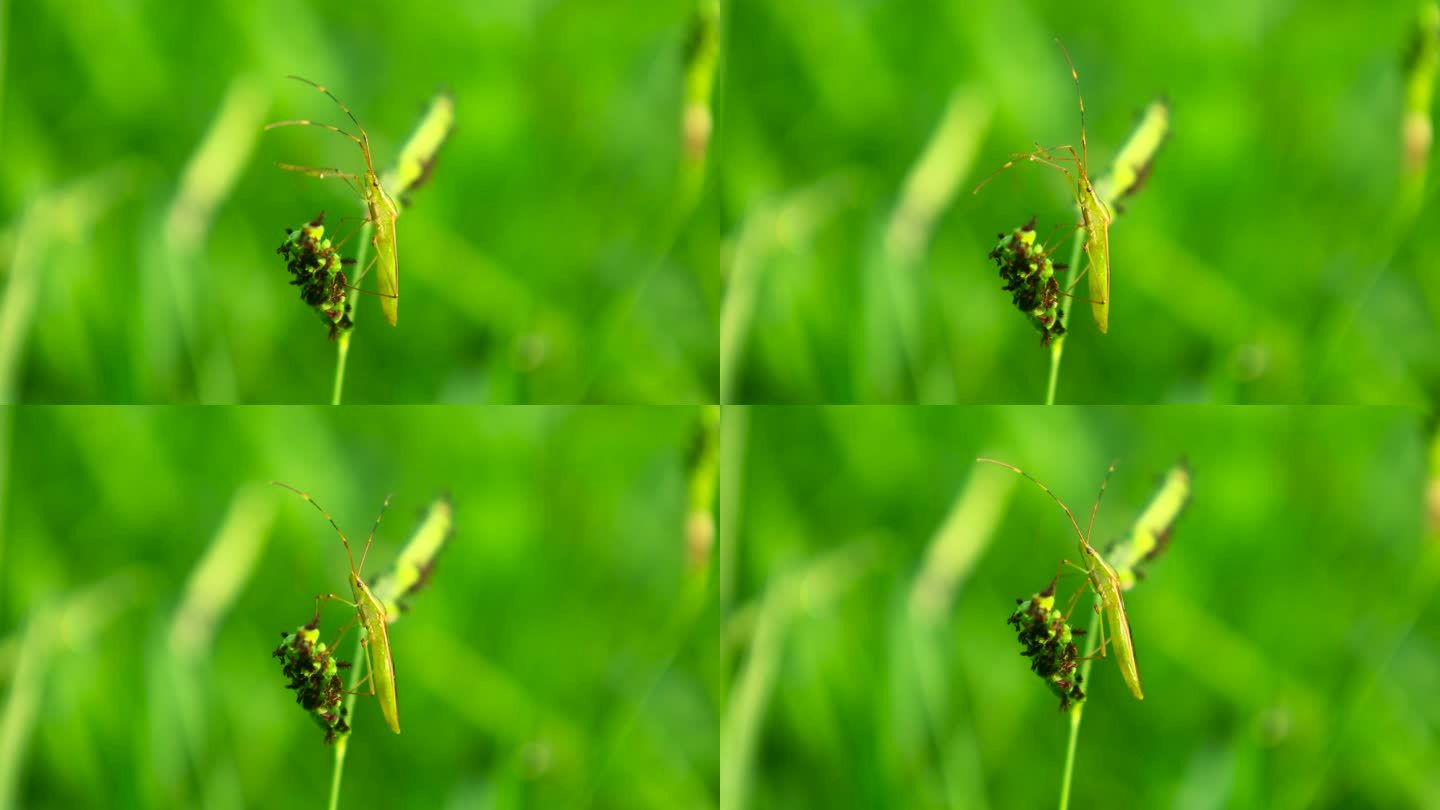 阳光照射绿色草地植树上昆虫