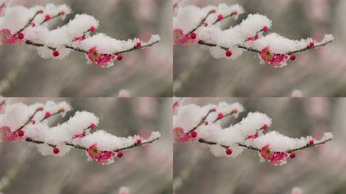 雪天的梅花