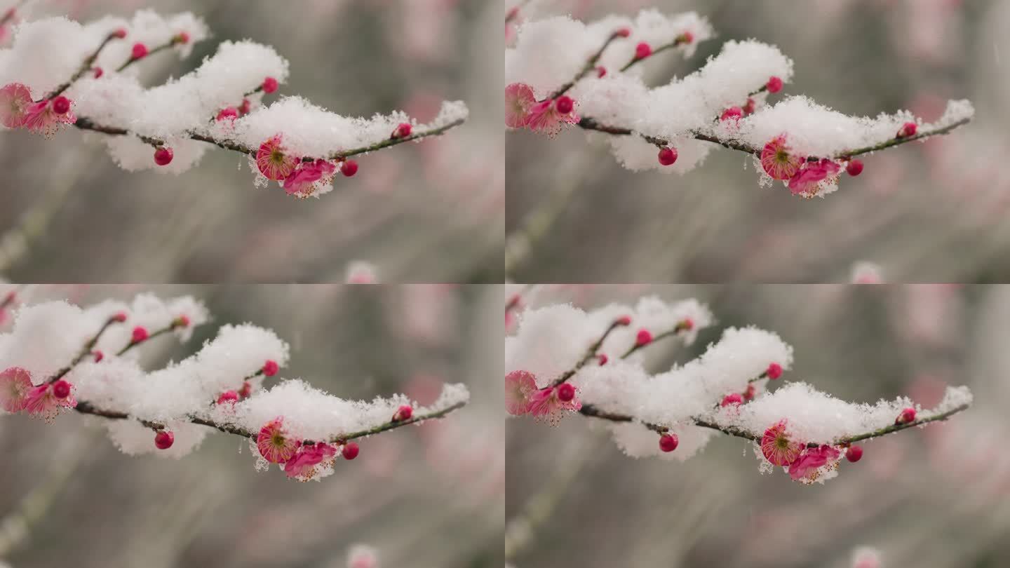 雪天的梅花