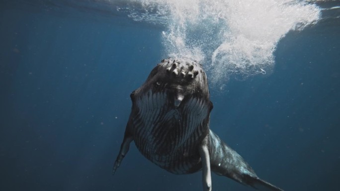 座头鲸在水面上溅起水花，落入汤加海岸的深蓝色海洋