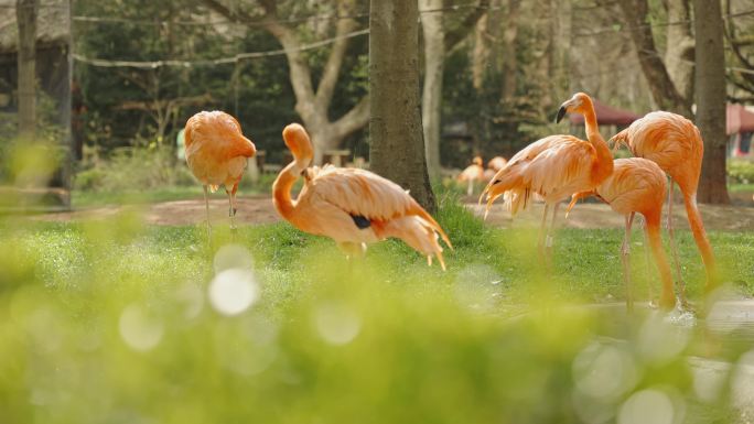 动物园里的火烈鸟大红鹳嬉戏栖息