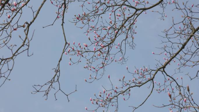 初春的公园树枝发芽花朵盛开