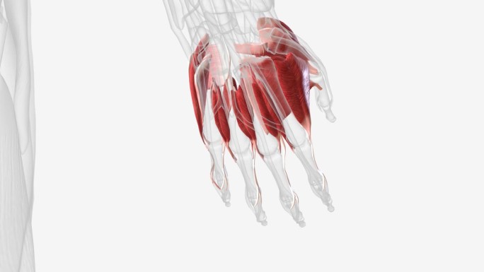 作用于手部的肌肉可分为两组:位于前臂前后隔室的外在肌肉。