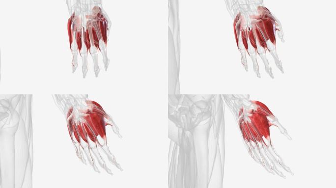 作用于手部的肌肉可分为两组:位于前臂前后隔室的外在肌肉。