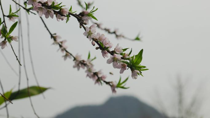 初春的公园树枝发芽花朵盛开