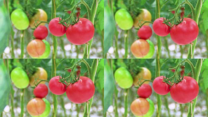 水果西红柿 普罗旺斯