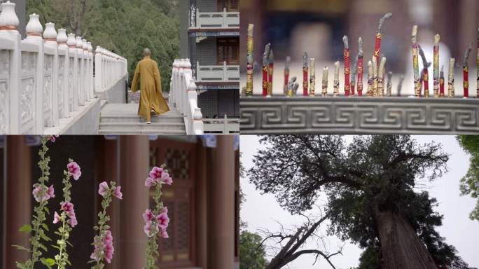 和尚上台阶 上香 烧香 寺院 松柏树