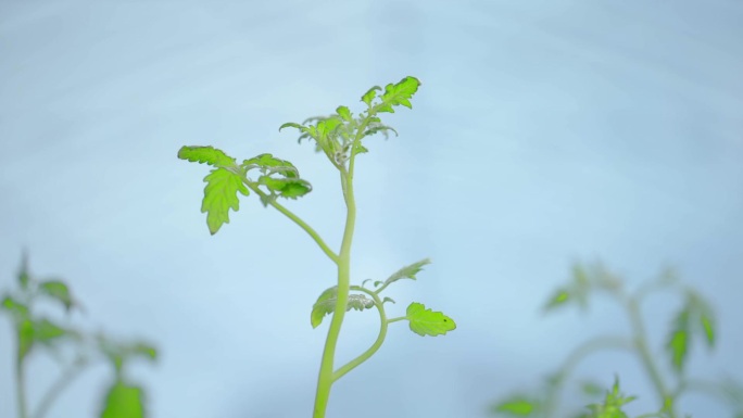 番茄苗生长过程 西红柿