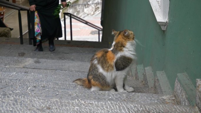白天伊斯坦布尔城市的猫在楼梯上近距离慢动作观看4k土耳其