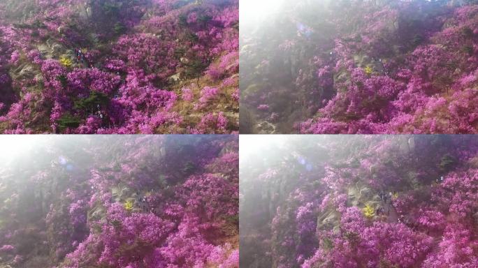 【4K】青岛大珠山杜鹃花航拍