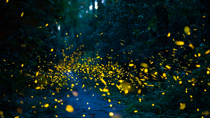 萤火虫夜间森林