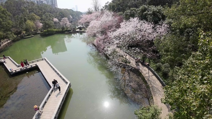 长沙望月公园樱花