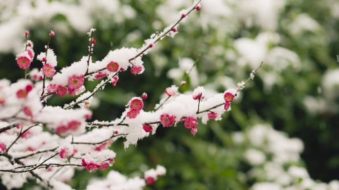 雪天的梅花