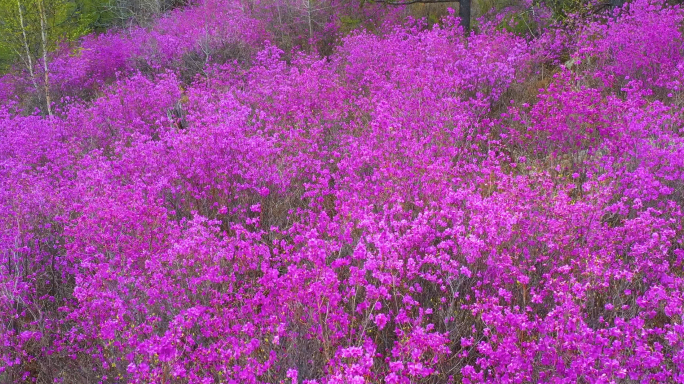 杜鹃野生杜鹃航拍兴安杜鹃花海