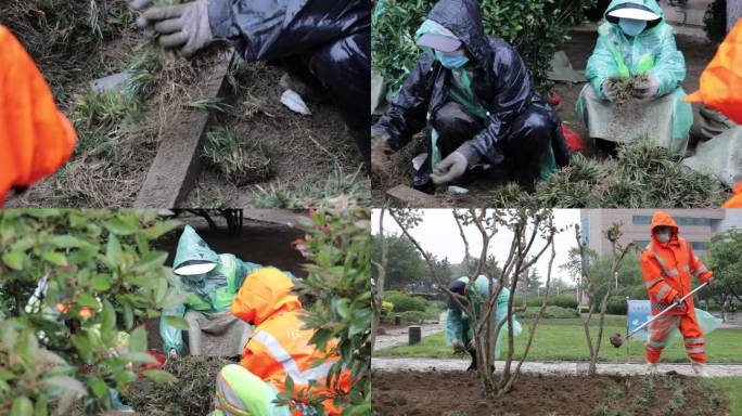 城市绿化种植草坪