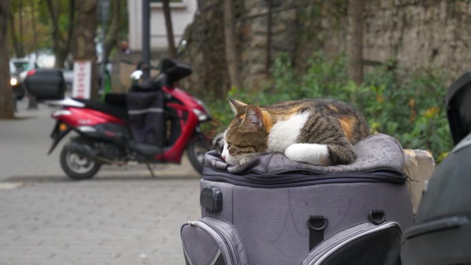 白天伊斯坦布尔城市猫近距离慢动作观看4k土耳其