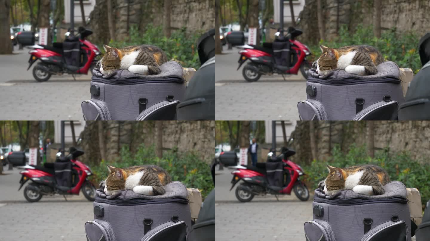 白天伊斯坦布尔城市猫近距离慢动作观看4k土耳其