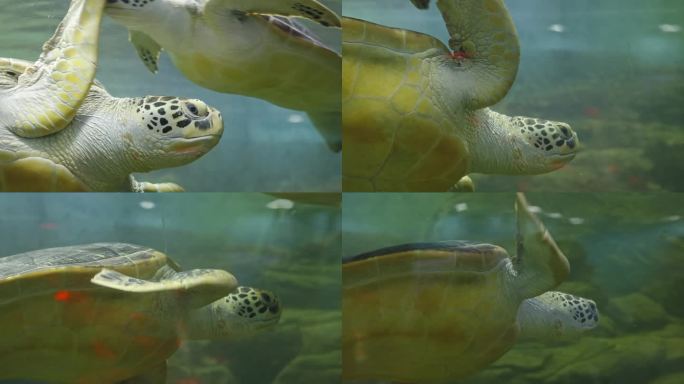 海龟游泳乌龟特写视频