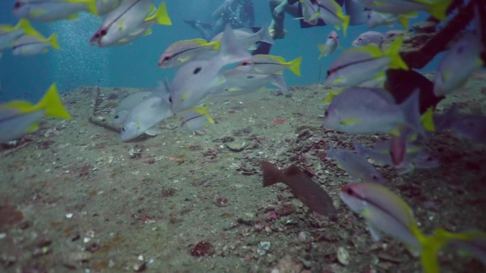 在珊瑚和潜水员之间游动的一群鱼