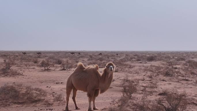 风沙 骆驼 沙尘暴 灌木 干旱 沙漠