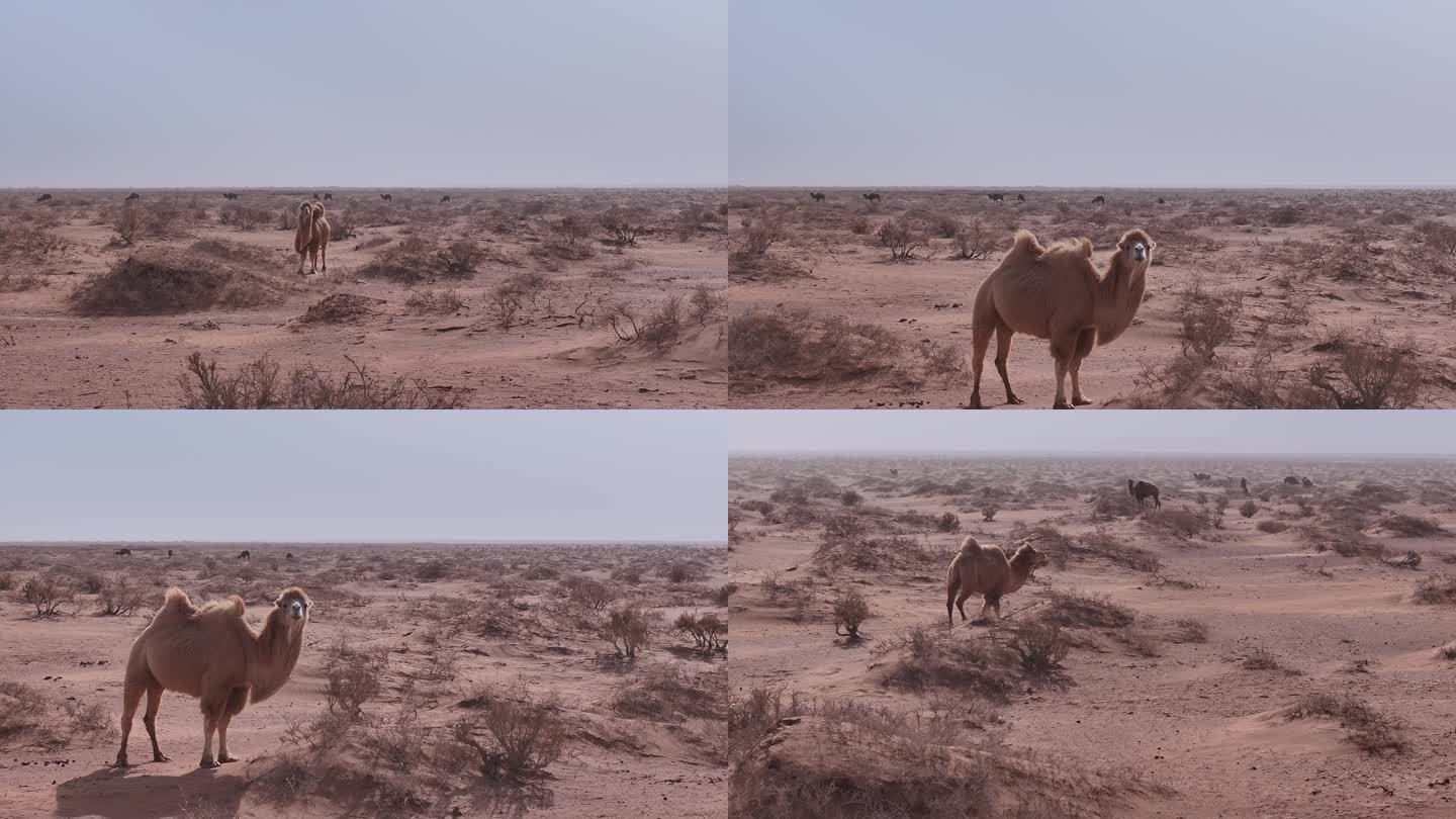 风沙 骆驼 沙尘暴 灌木 干旱 沙漠