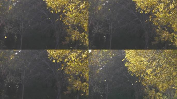 秋天金黄色树叶飘落