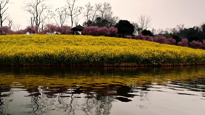 油菜花实拍视频