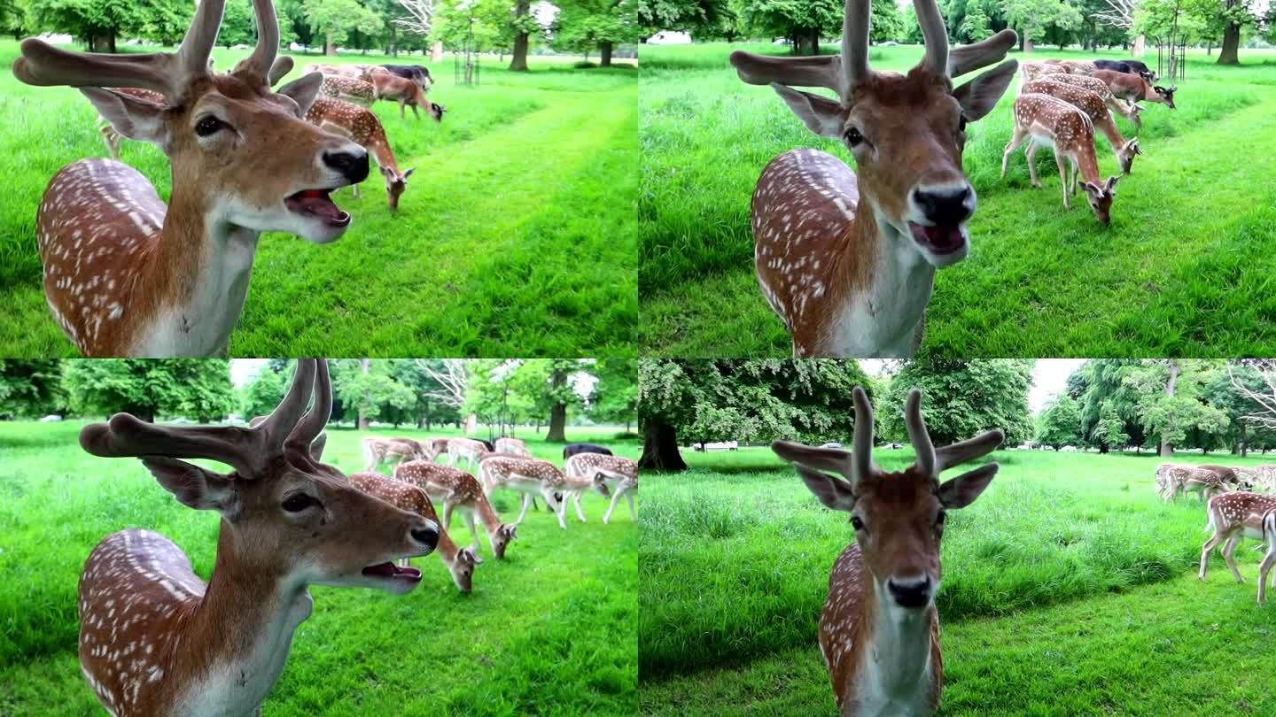 都柏林凤凰公园，好奇的野生斑鹿咀嚼食物的特写镜头