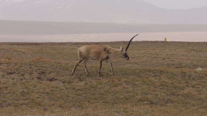 可可西里的藏羚羊在觅食