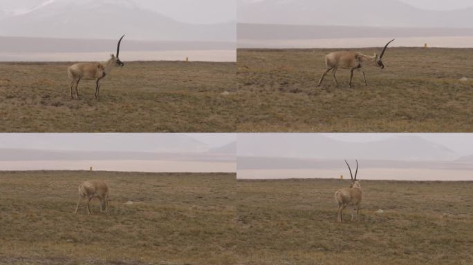 可可西里的藏羚羊在觅食