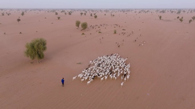 航拍放大。在塞内加尔撒哈拉沙漠萨赫勒地区贫瘠的土地上，一名牧民正在放牧他的山羊。干旱，气候变化，沙漠