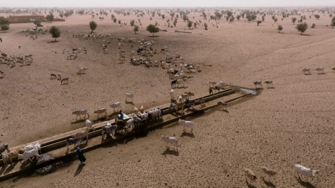 空中特写。在撒哈拉沙漠的萨赫勒，一群牛在跋涉数英里寻找牧草后，在水坑边饮水。塞内加尔。干旱，气候变化