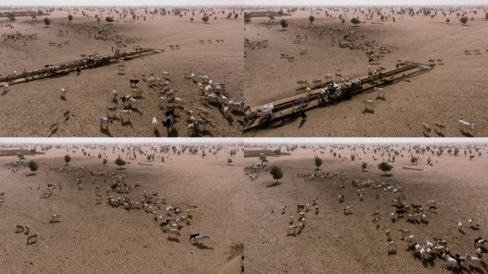 空中特写。在撒哈拉沙漠的萨赫勒，一群牛在跋涉数英里寻找牧草后，在水坑边饮水。塞内加尔。干旱，气候变化