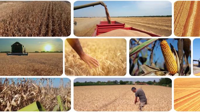 粮食生产和贸易-动态分割屏幕视频蒙太奇