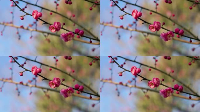 春日盛开的梅花花枝