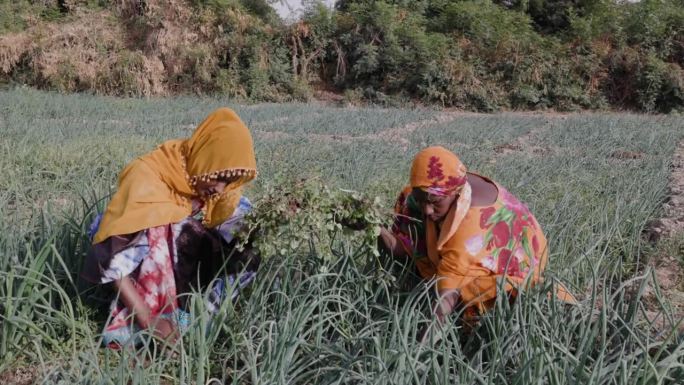 在萨赫勒地区塞内加尔的一个农场里，小规模的非洲黑人女农民正在庄稼间除草。干旱，气候变化，沙漠化