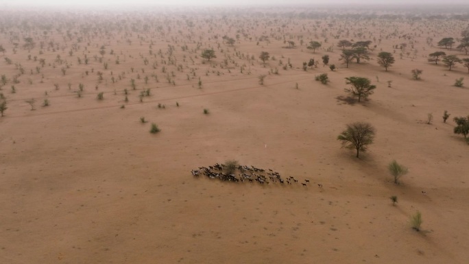 空中平移。一群山羊在贫瘠的萨赫勒地区，撒哈拉沙漠，塞内加尔。干旱，气候变化，沙漠化