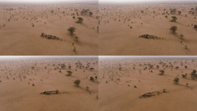 空中平移。一群山羊在贫瘠的萨赫勒地区，撒哈拉沙漠，塞内加尔。干旱，气候变化，沙漠化