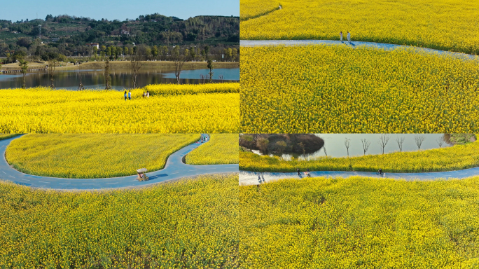 4K游玩油菜花里