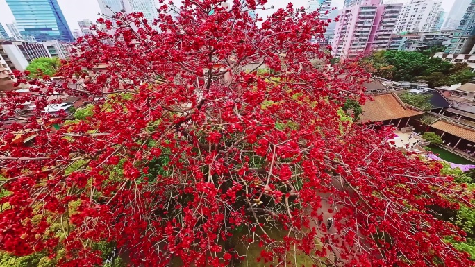 广州农讲所最美百年木棉花穿越航拍4K视频