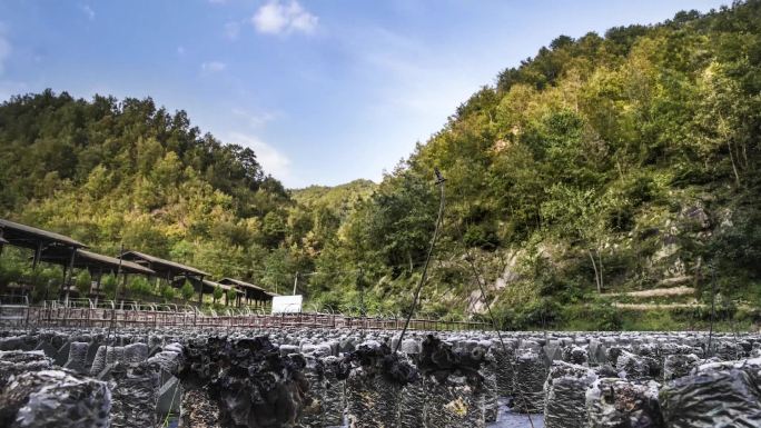 秀美乡村映三秦 终南山珍