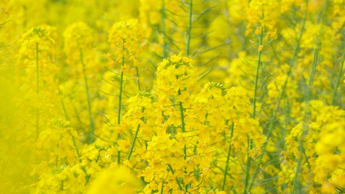 菜花油菜花蜜蜂春天蜜蜂菜花油菜田野油菜花