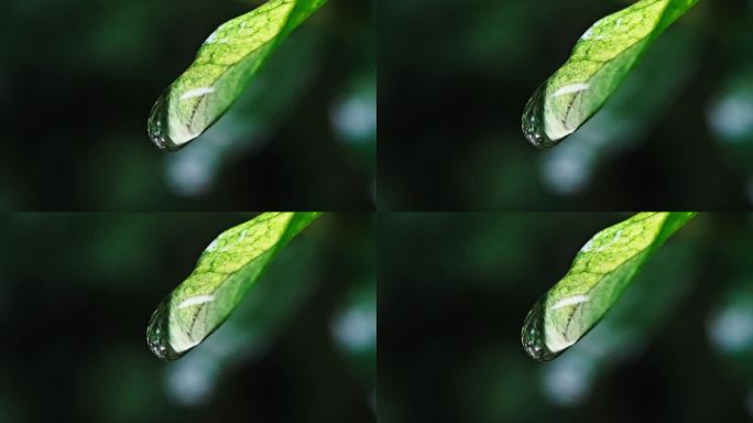 水滴从树叶掉落的特写镜头