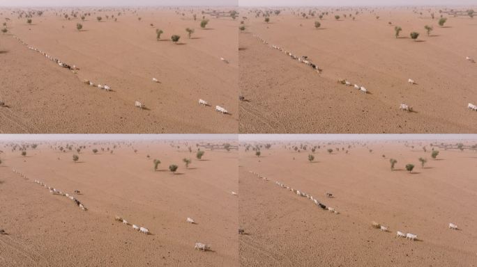 天线。在撒哈拉沙漠的萨赫勒，一群牛在寻找牧草后步行数英里到达一个水坑。塞内加尔。干旱，气候变化，沙漠