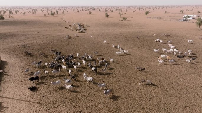 航拍特写。在撒哈拉沙漠的萨赫勒，一群牛在跋涉数英里寻找牧草后，在水坑边饮水。塞内加尔。干旱，气候变化