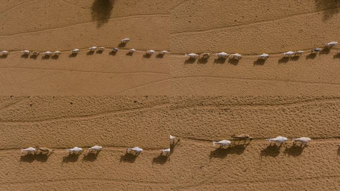 直接向下航拍放大。在撒哈拉沙漠的萨赫勒地区，一群牛在寻找牧草后步行数英里到达水坑。塞内加尔。干旱，气