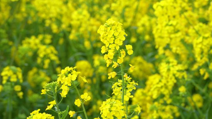 菜花油菜花蜜蜂春天蜜蜂菜花油菜田野油菜花