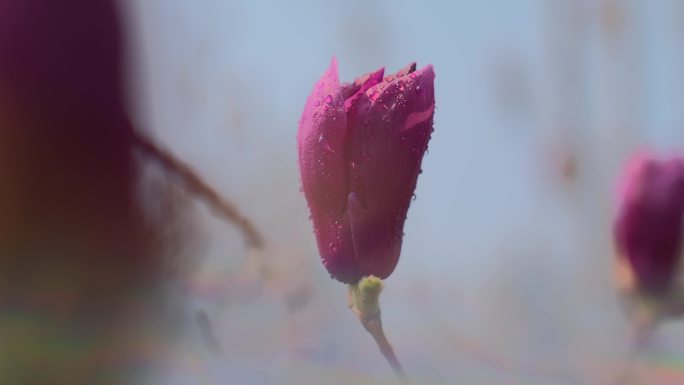 春天玉兰花杏花意境雨水美学滴水素材