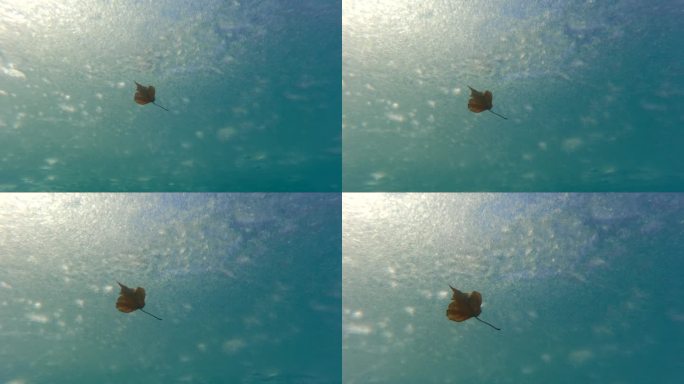 在蓝绿色的天空背景下，一片秋叶在薄冰下漂流